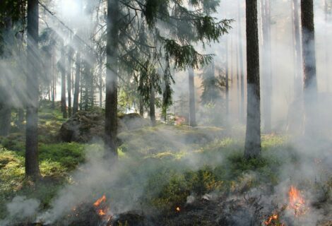 ARRÊTÉ MESURES DE PRÉVENTION DES INCENDIES DE FORÊT