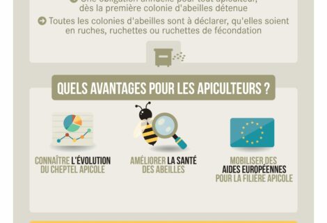 APICULTURE – DÉCLARER VOS RUCHES AVANT LE 31/12