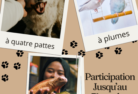 CONCOURS PHOTO – ANIMAUX DE COMPAGNIE
