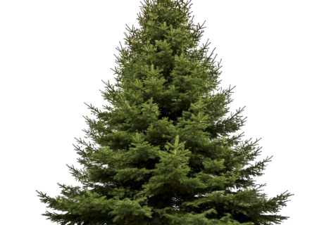 RECHERCHE SAPIN DE NOËL
